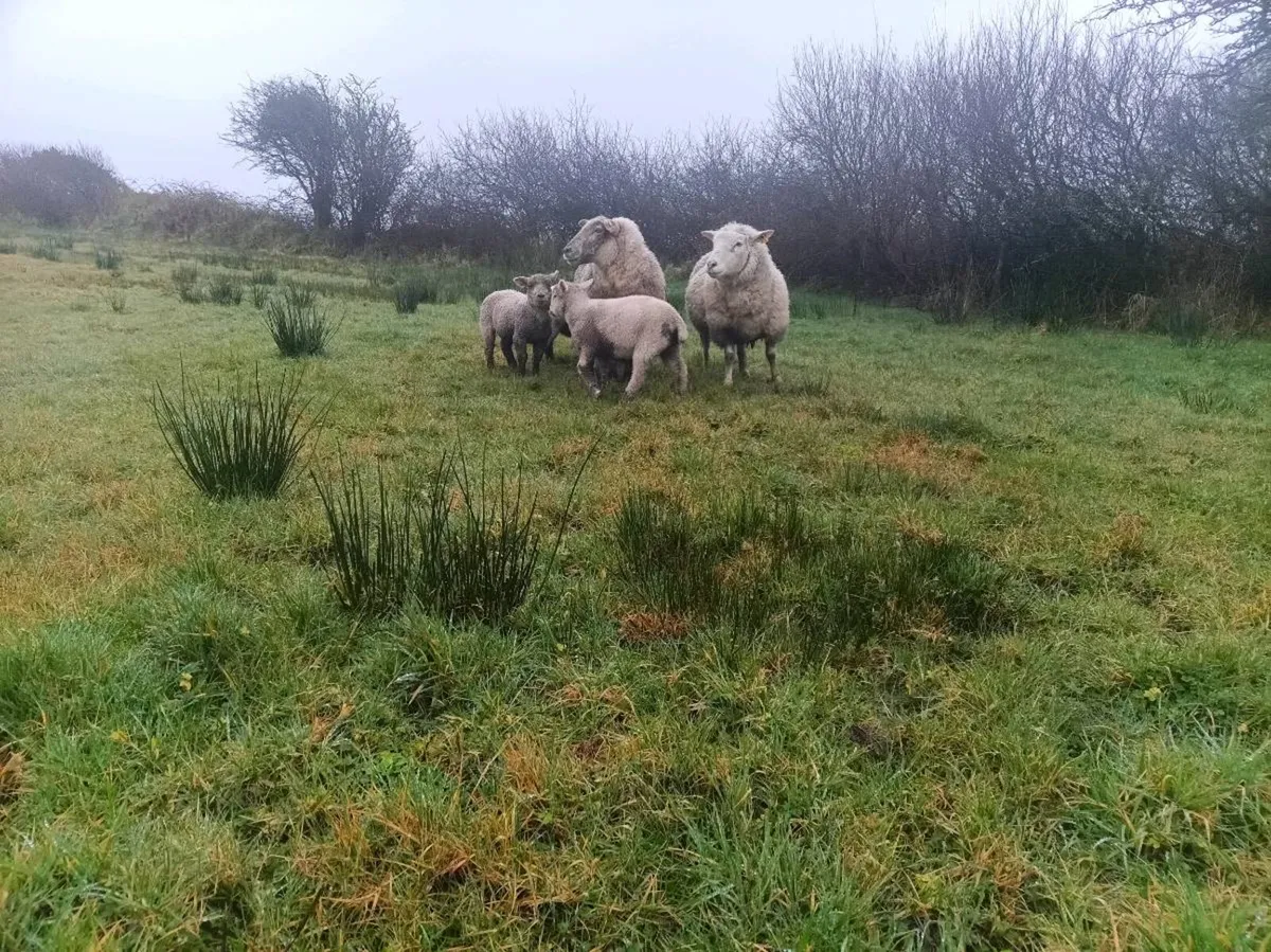 Ewes with twins - Image 3