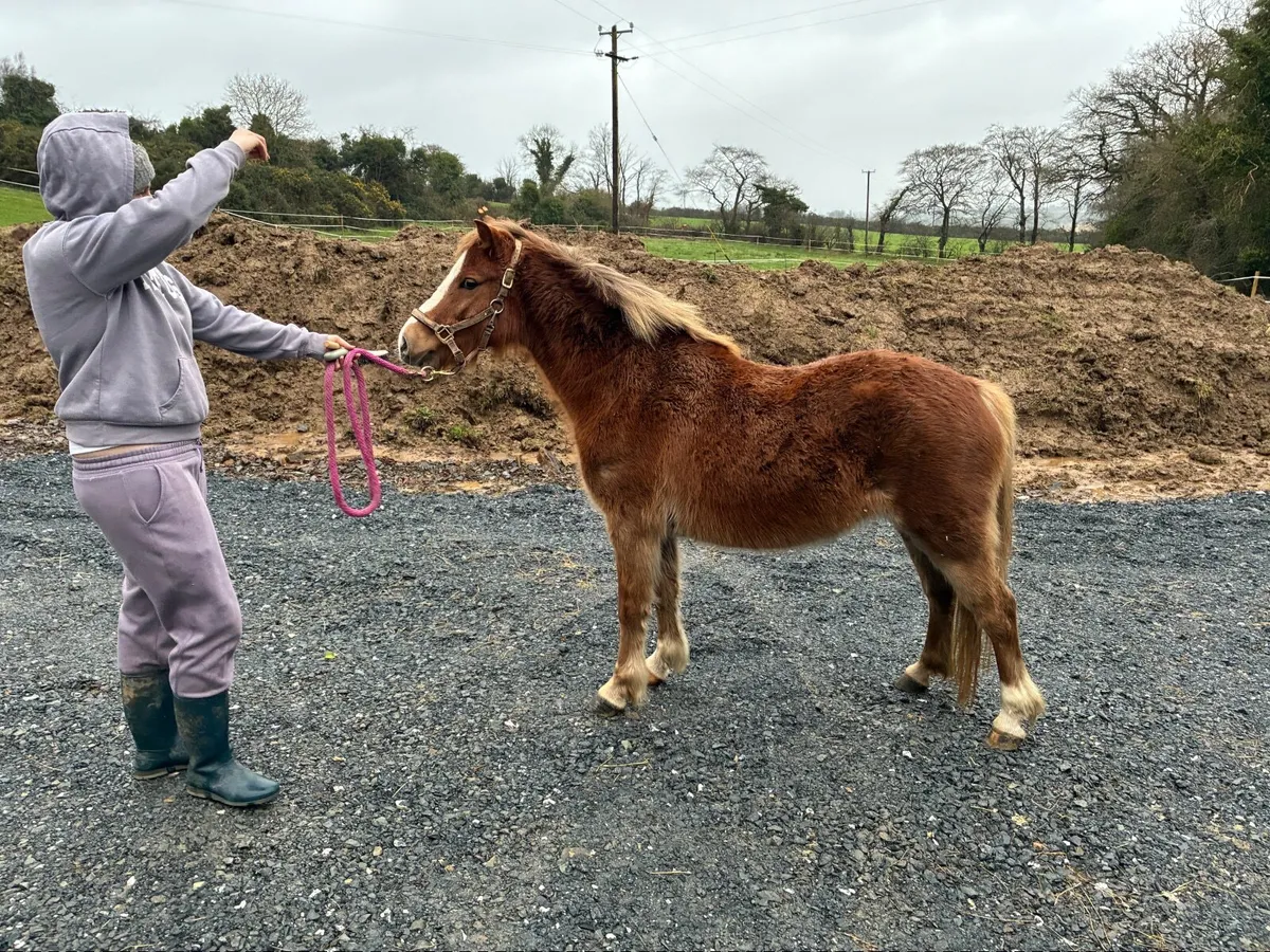 12hand Welsh section A cross pony for sale