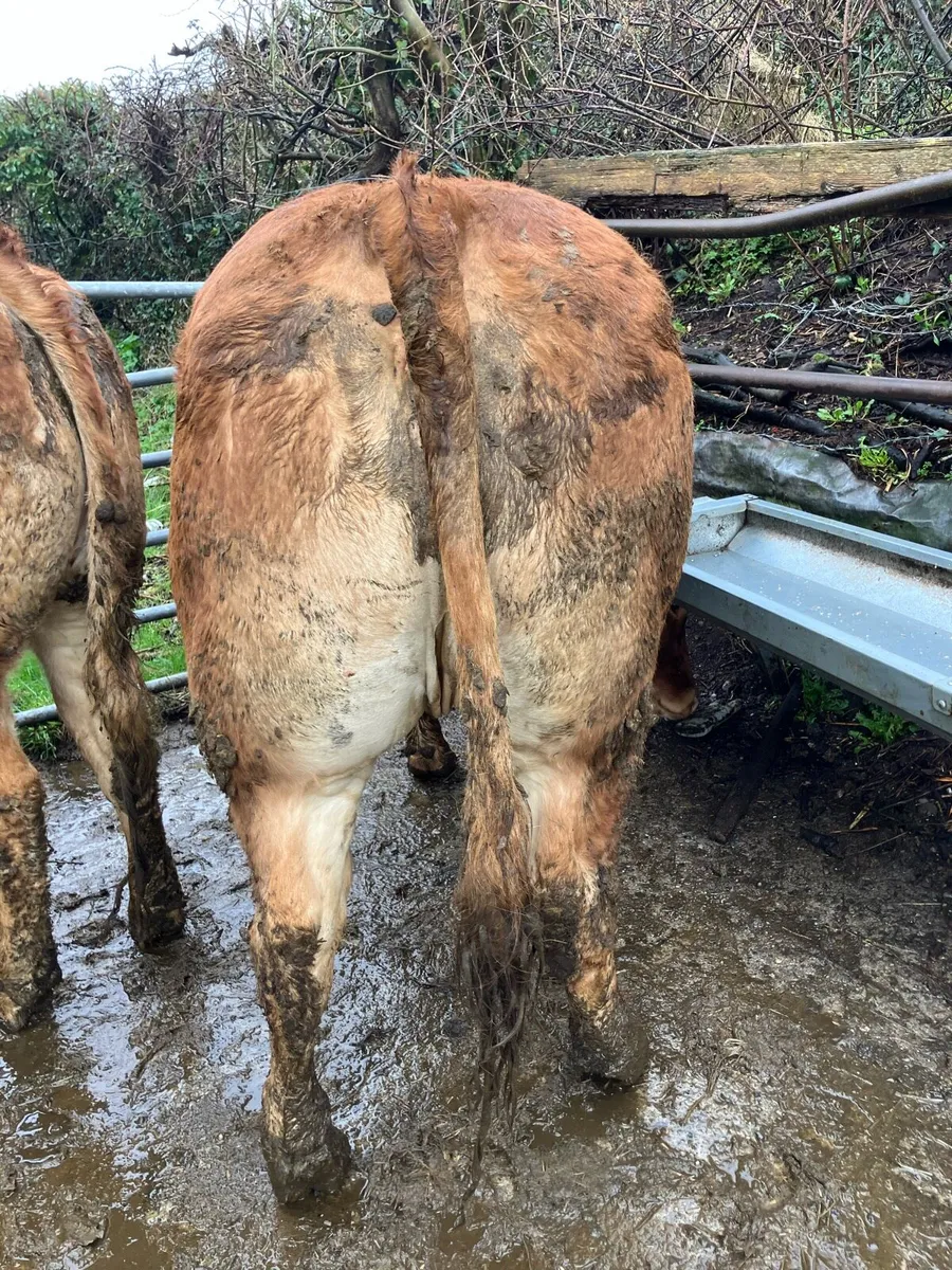 Ros Mart 27th Pen 30 Super Lim breeding heifers - Image 3