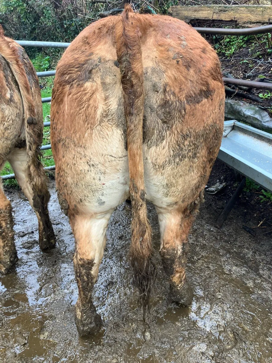 Ros Mart 27th Pen 30 Super Lim breeding heifers - Image 4