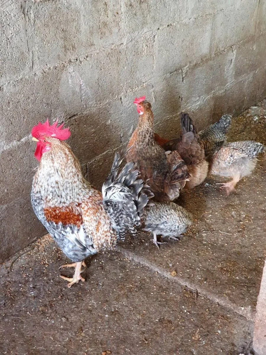 Fertile hatching eggs (hen and duck) and pullets - Image 2