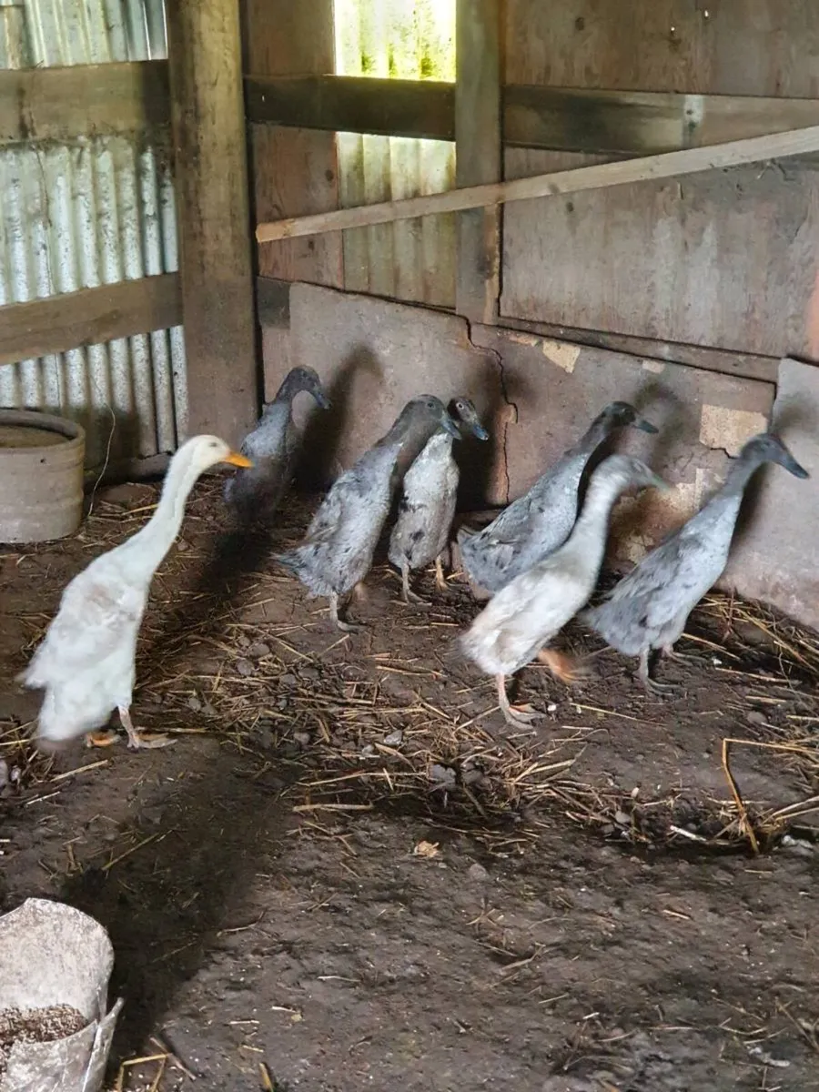 Fertile hatching eggs (hen and duck) and pullets - Image 4