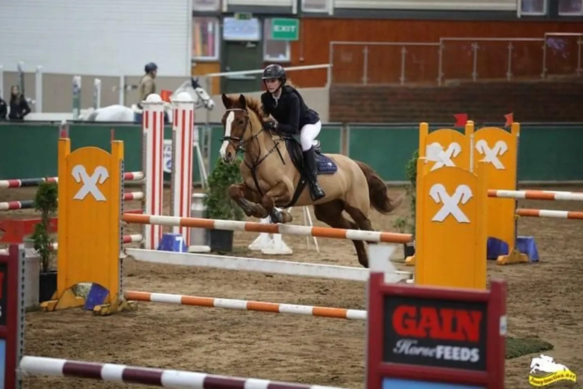 148cm Schoolmaster Show Jumping Pony - Image 1