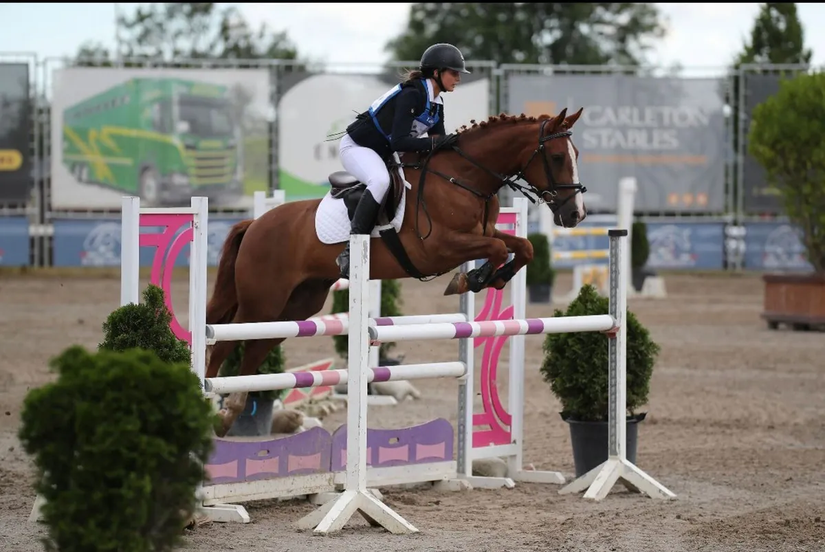 148cm Schoolmaster Show Jumping Pony - Image 3