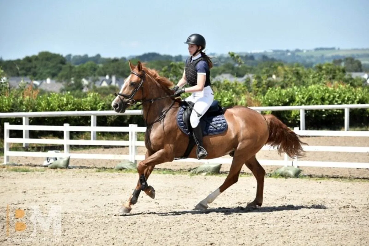 148cm Schoolmaster Show Jumping Pony - Image 4