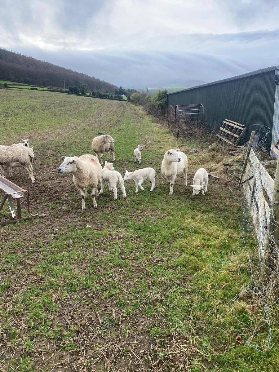 Ewes and lambs - Image 2