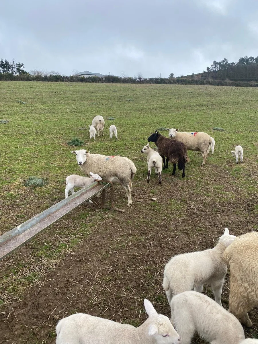 Ewes and lambs - Image 1