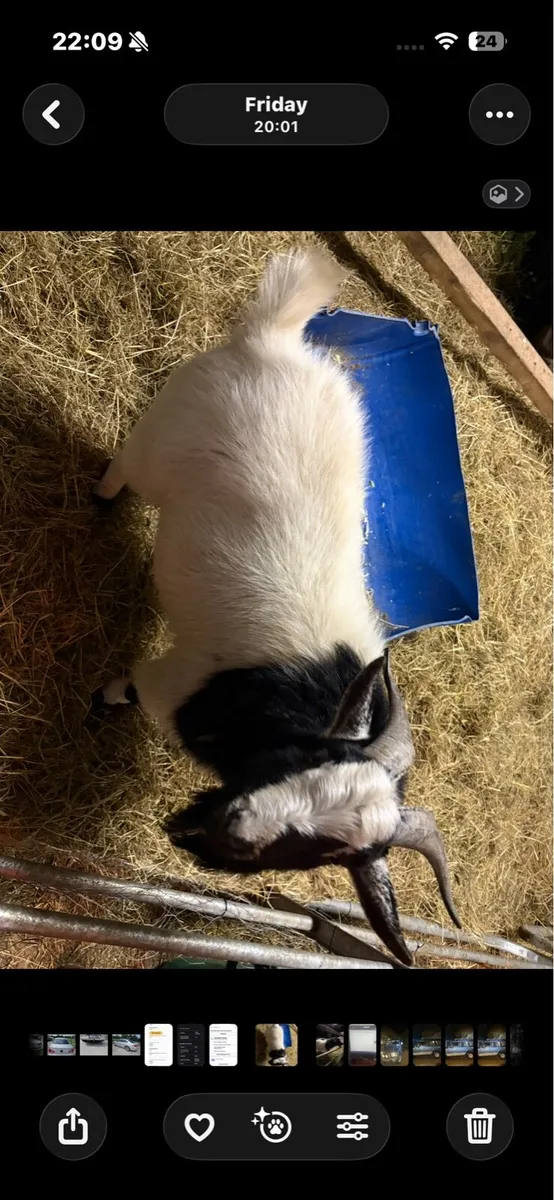 Male Goat. Pygmy X African Boar. Sale or Swap - Image 1