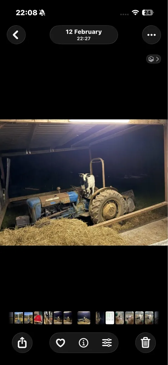 Male Goat. Pygmy X African Boar. Sale or Swap - Image 3