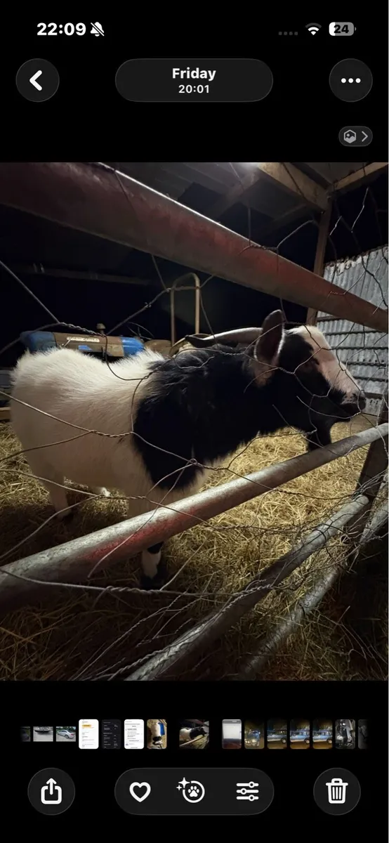 Male Goat. Pygmy X African Boar. Sale or Swap - Image 4
