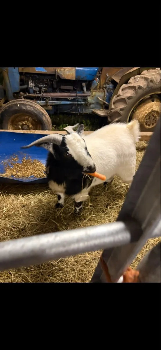 Male Goat. Pygmy X African Boar. Sale or Swap - Image 2