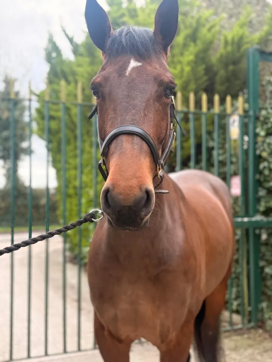 Stunning 4 Year Old Irish Draught Mare. 16.1HH, - Image 1
