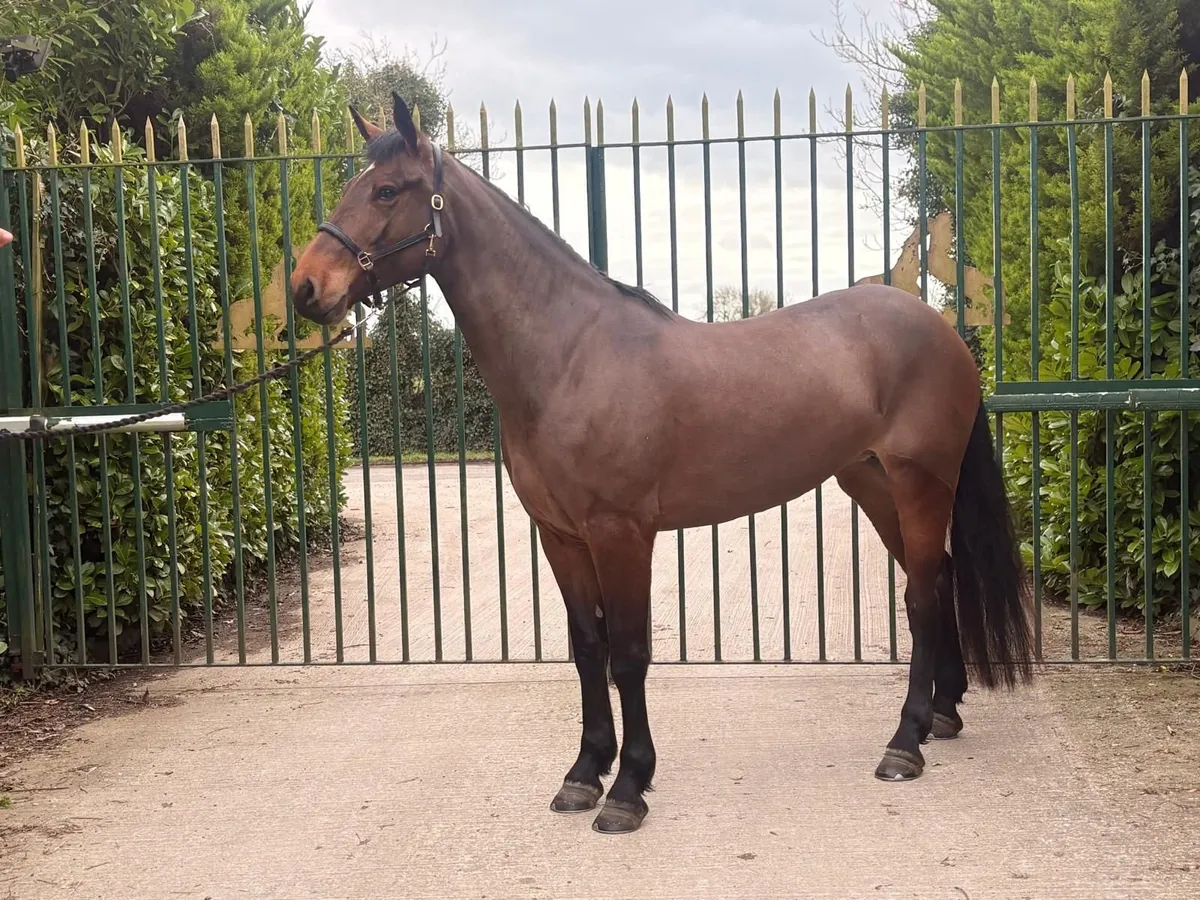 Stunning 4 Year Old Irish Draught Mare. 16.1HH, - Image 2