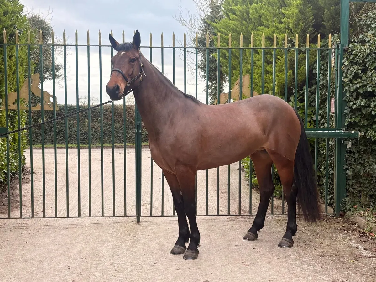 Stunning 4 Year Old Irish Draught Mare. 16.1HH, - Image 3