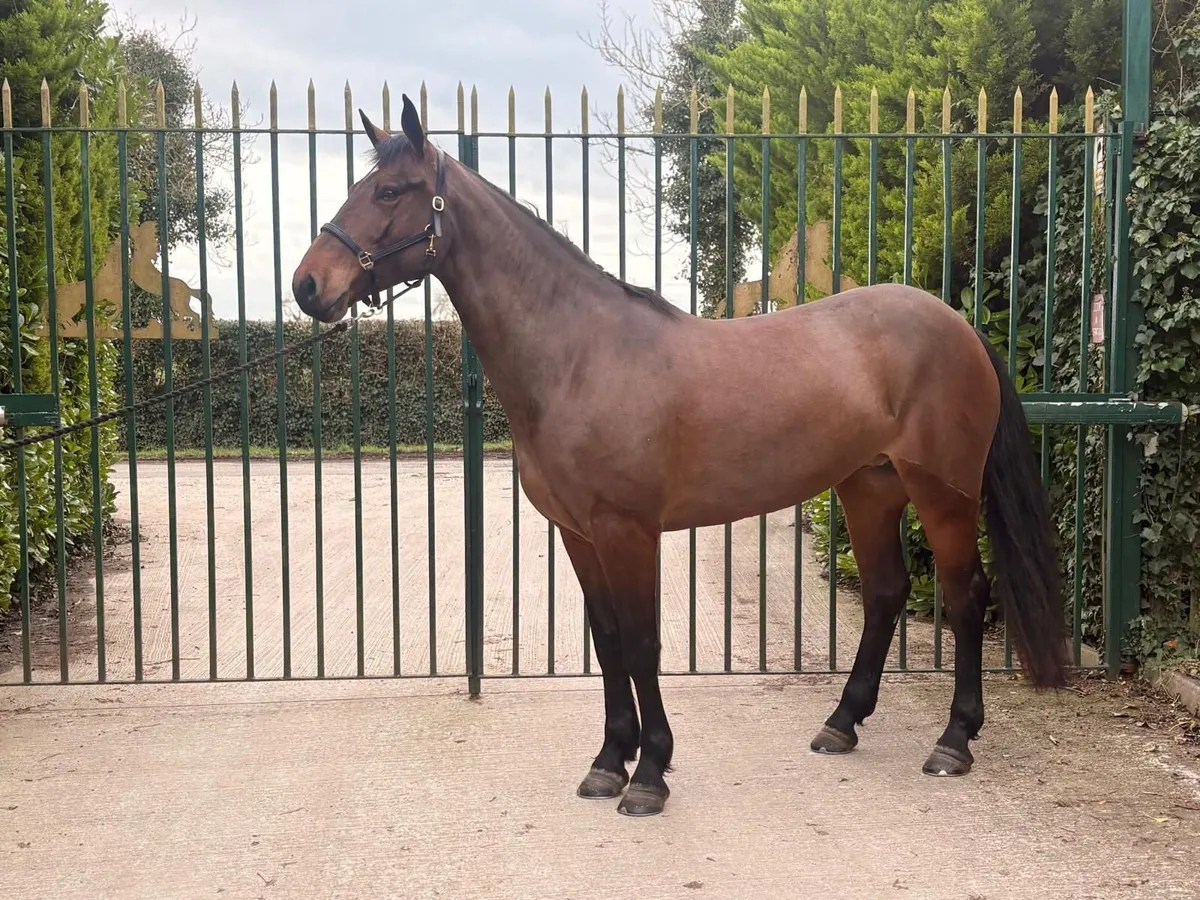 Stunning 4 Year Old Irish Draught Mare. 16.1HH, - Image 4