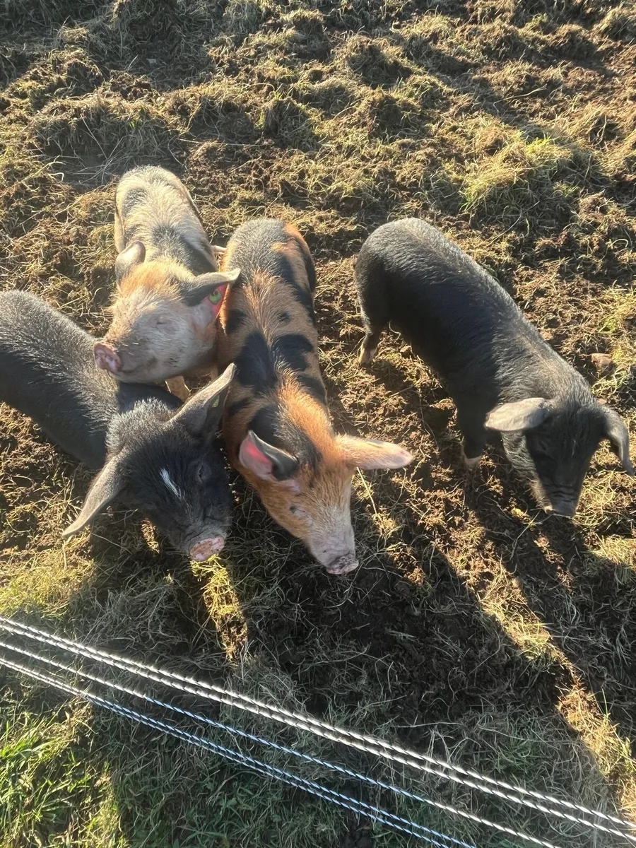 OSB x Berkshire weaners - Image 4