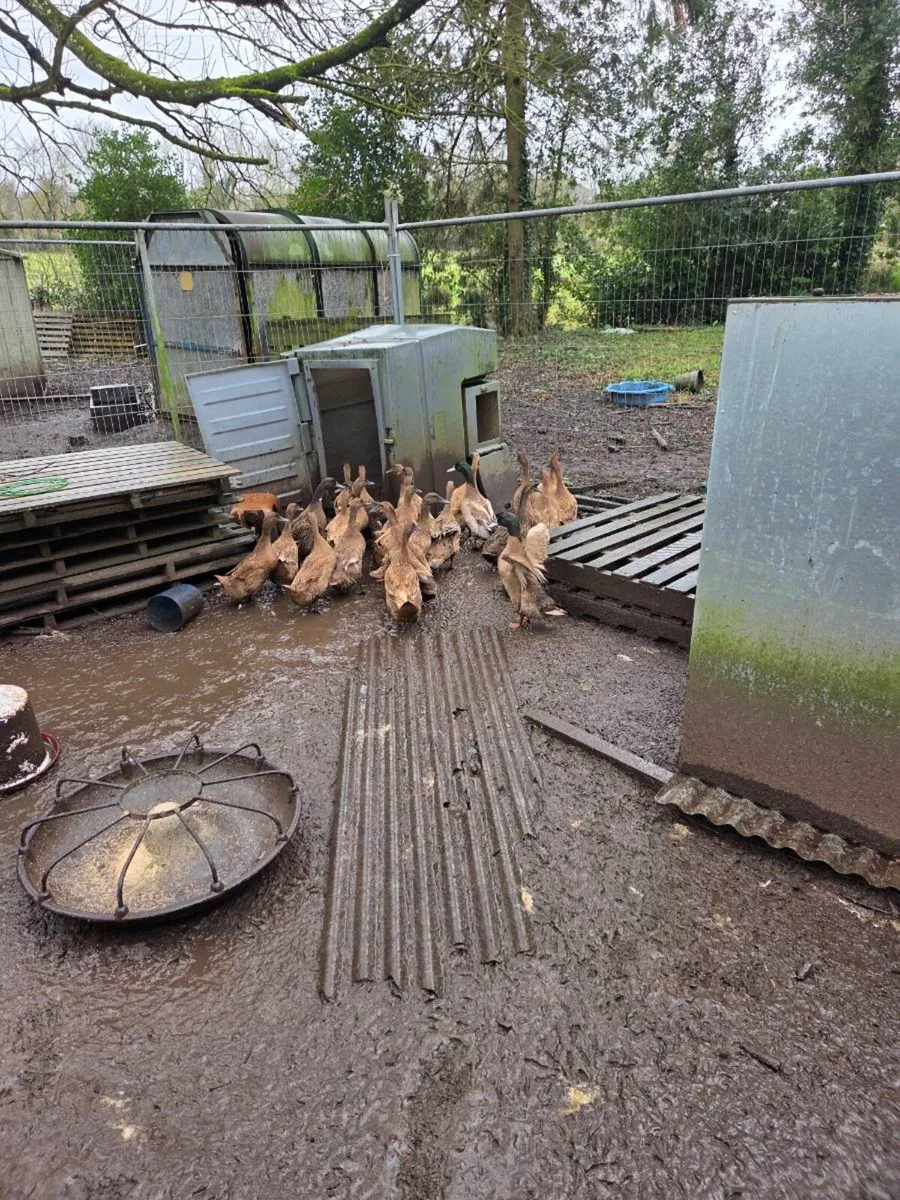 Khaki Campbell - Image 1