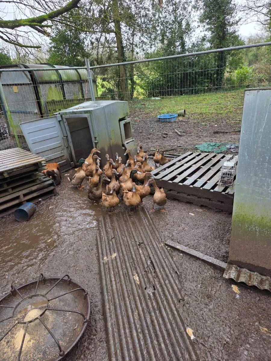 Khaki Campbell - Image 2