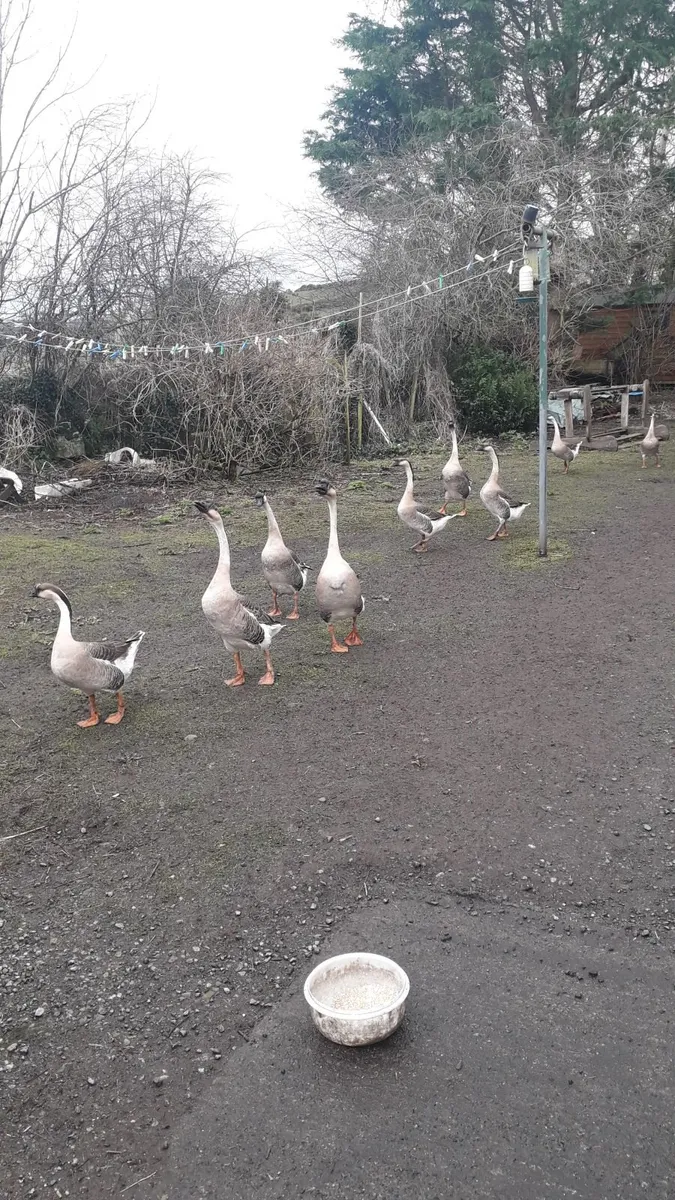 Chinese male Geese - Image 1