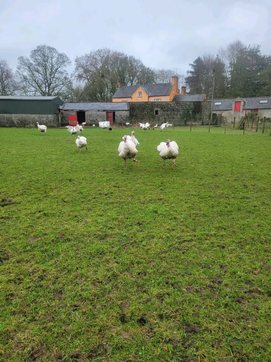 Farm reared turkeys