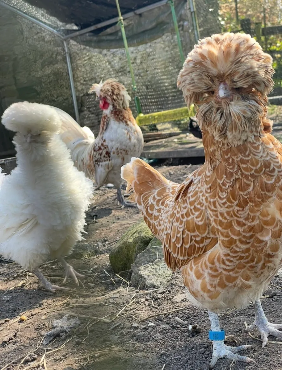 Hatching Eggs & Day olds - Image 1