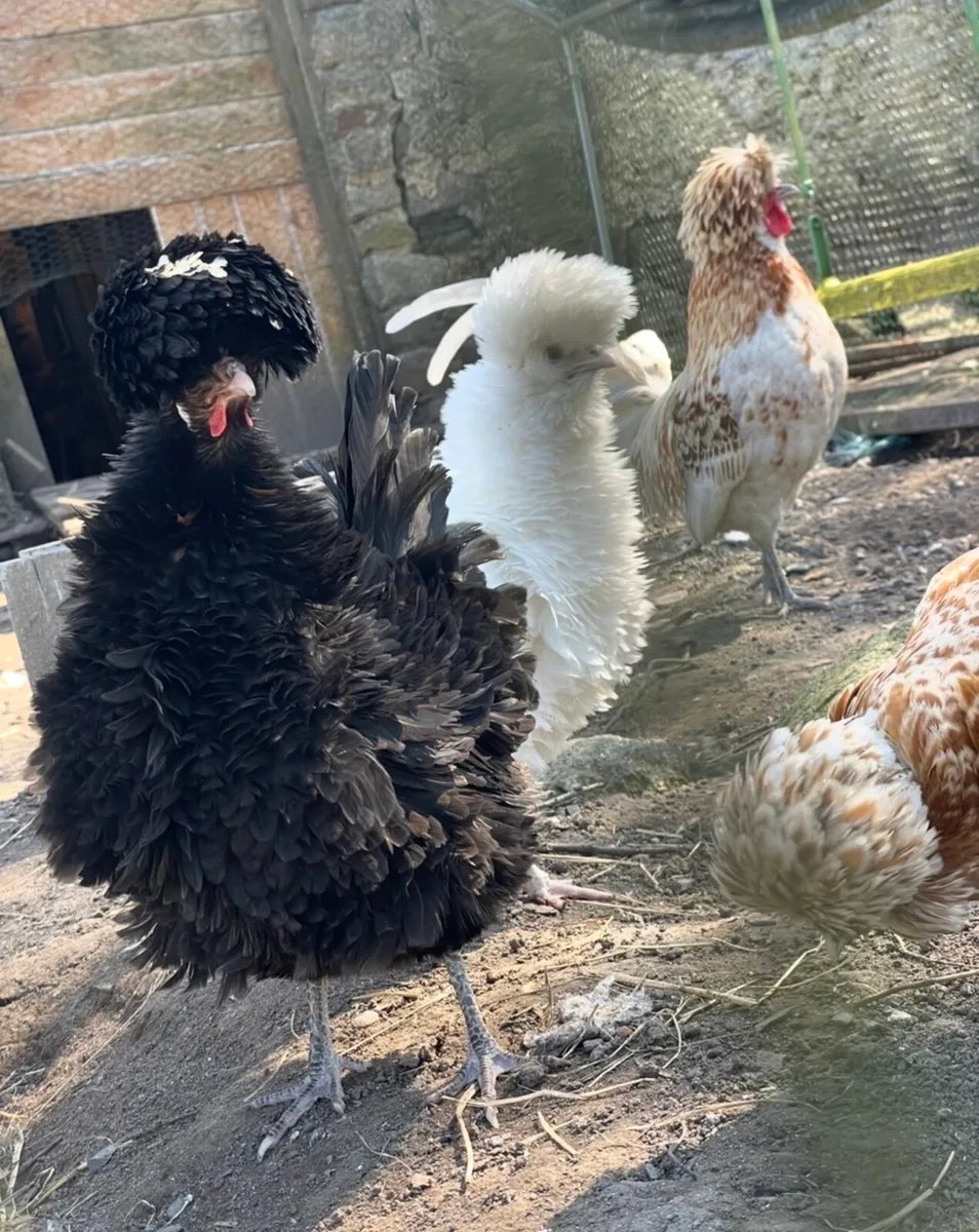 Hatching Eggs & Day olds - Image 2