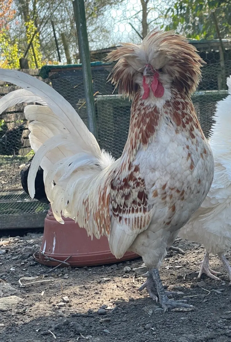 Hatching Eggs & Day olds - Image 3