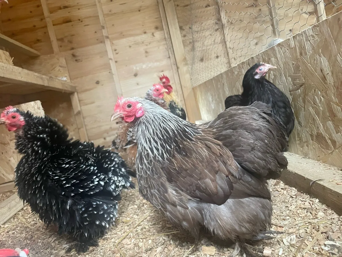 Hatching Eggs & Day olds - Image 4