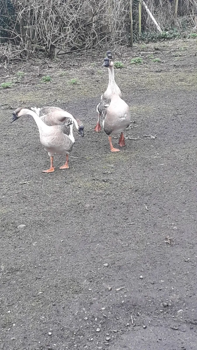 Chinese male Geese - Image 3