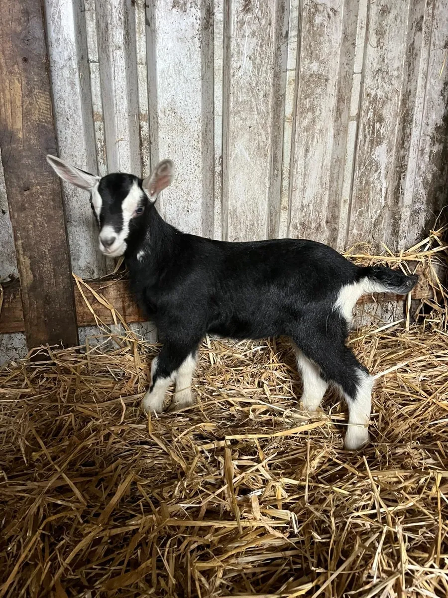Pbnr female Alpine goat