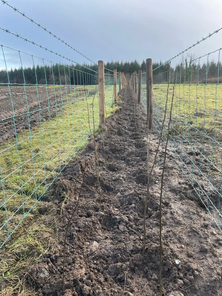 Hawthorn hedge - Image 2