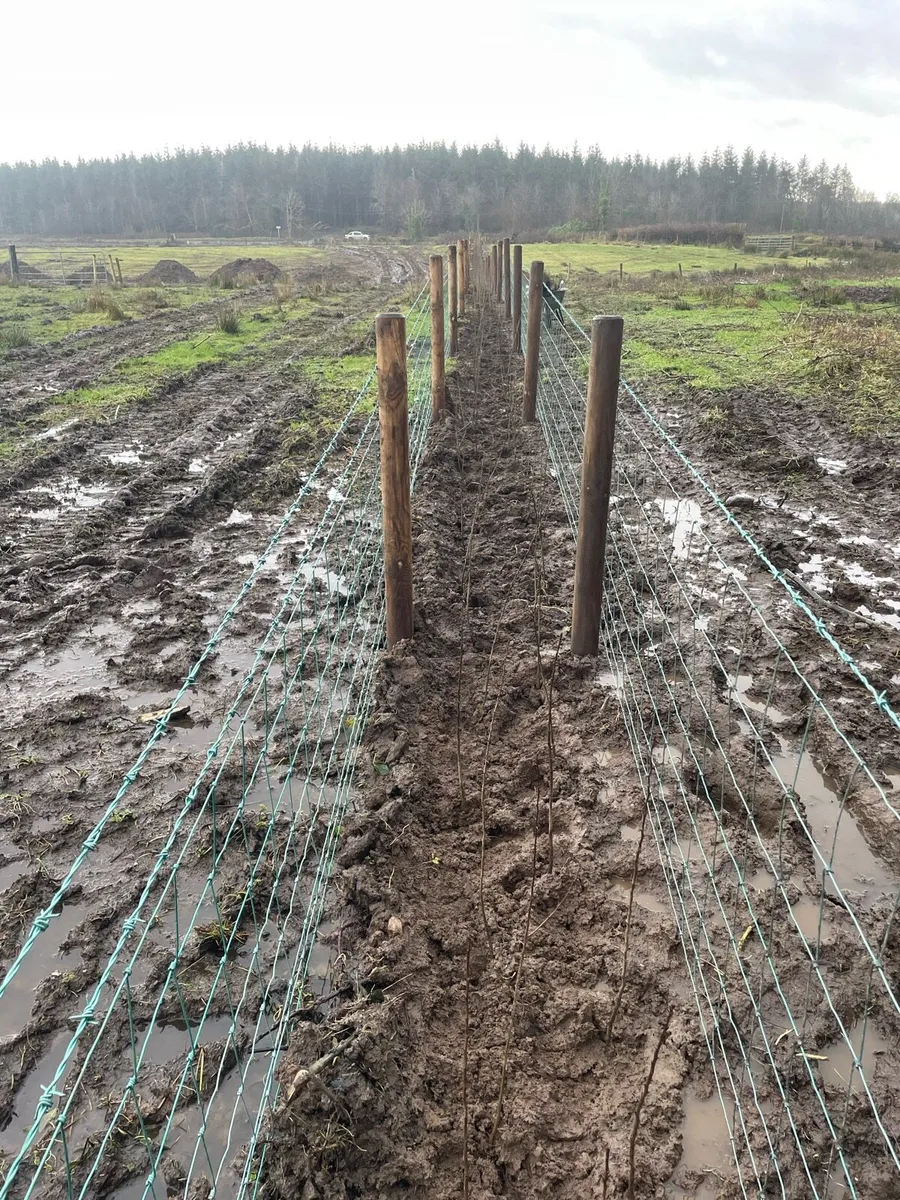 Hawthorn hedge - Image 1