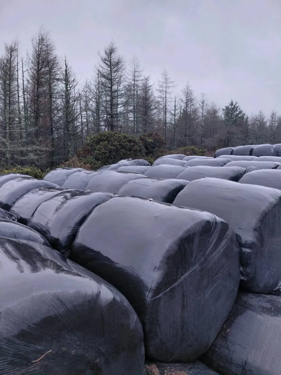 Chopped silage for sale