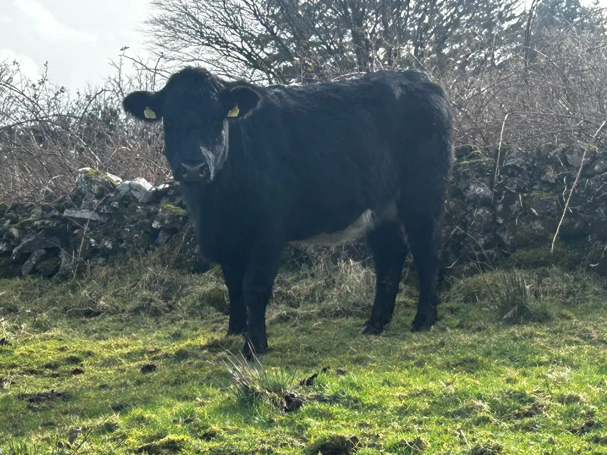 In-Calf Angus Heifer Due 7th Of March To A.I Angus - Image 1