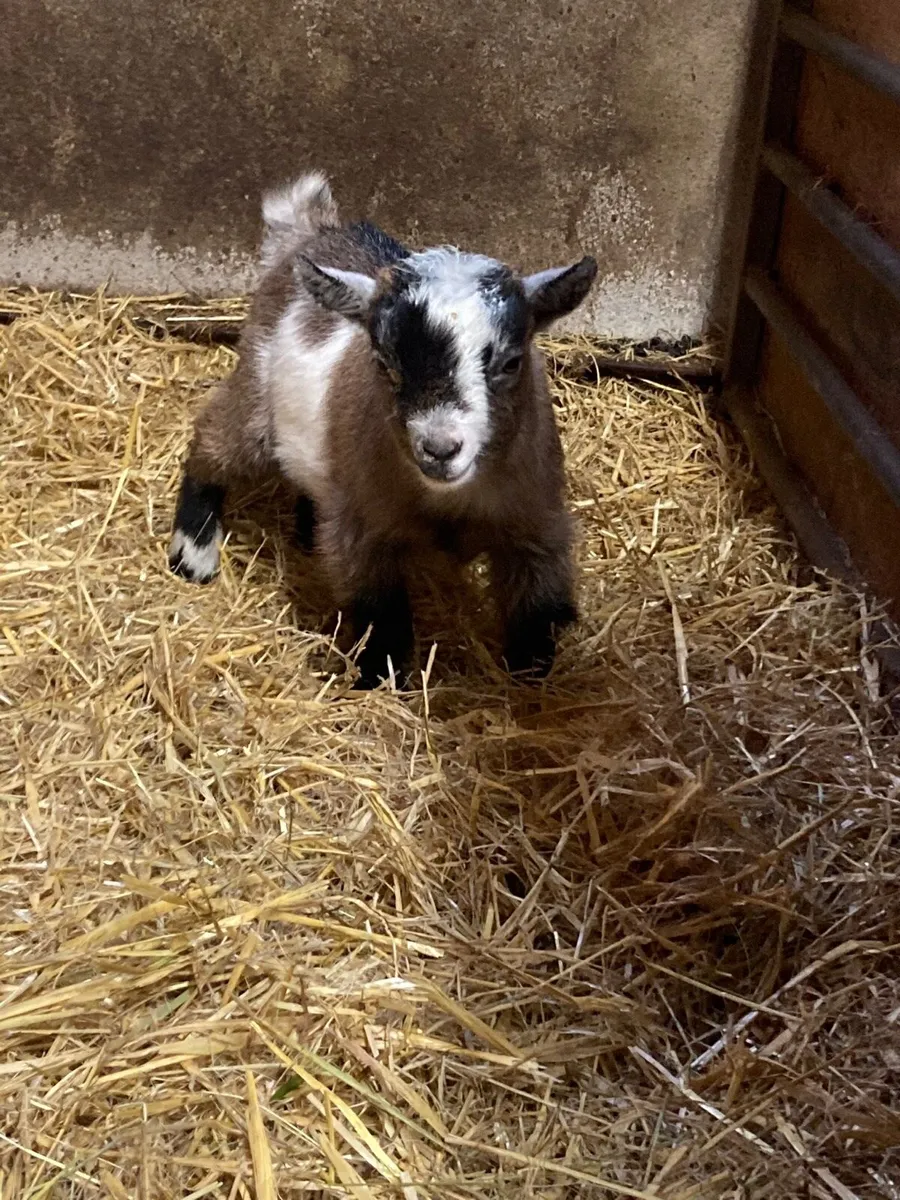 Pygmy Goats - Image 2