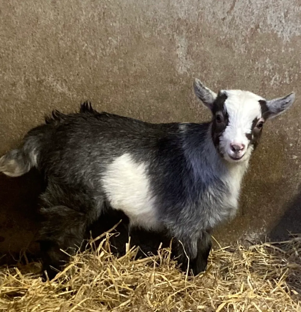 Pygmy Goats - Image 3