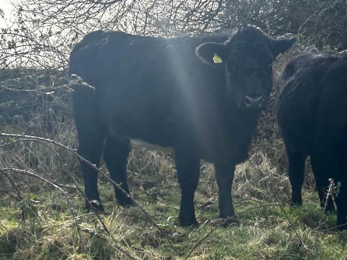 In-Calf Angus Heifer Due 7th Of March To A.I Angus - Image 2