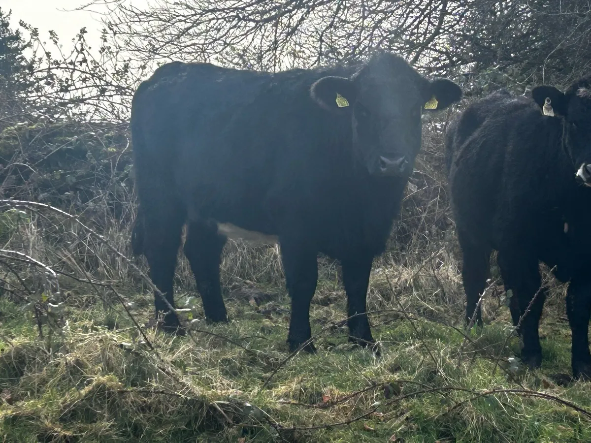 In-Calf Angus Heifer Due 7th Of March To A.I Angus - Image 3