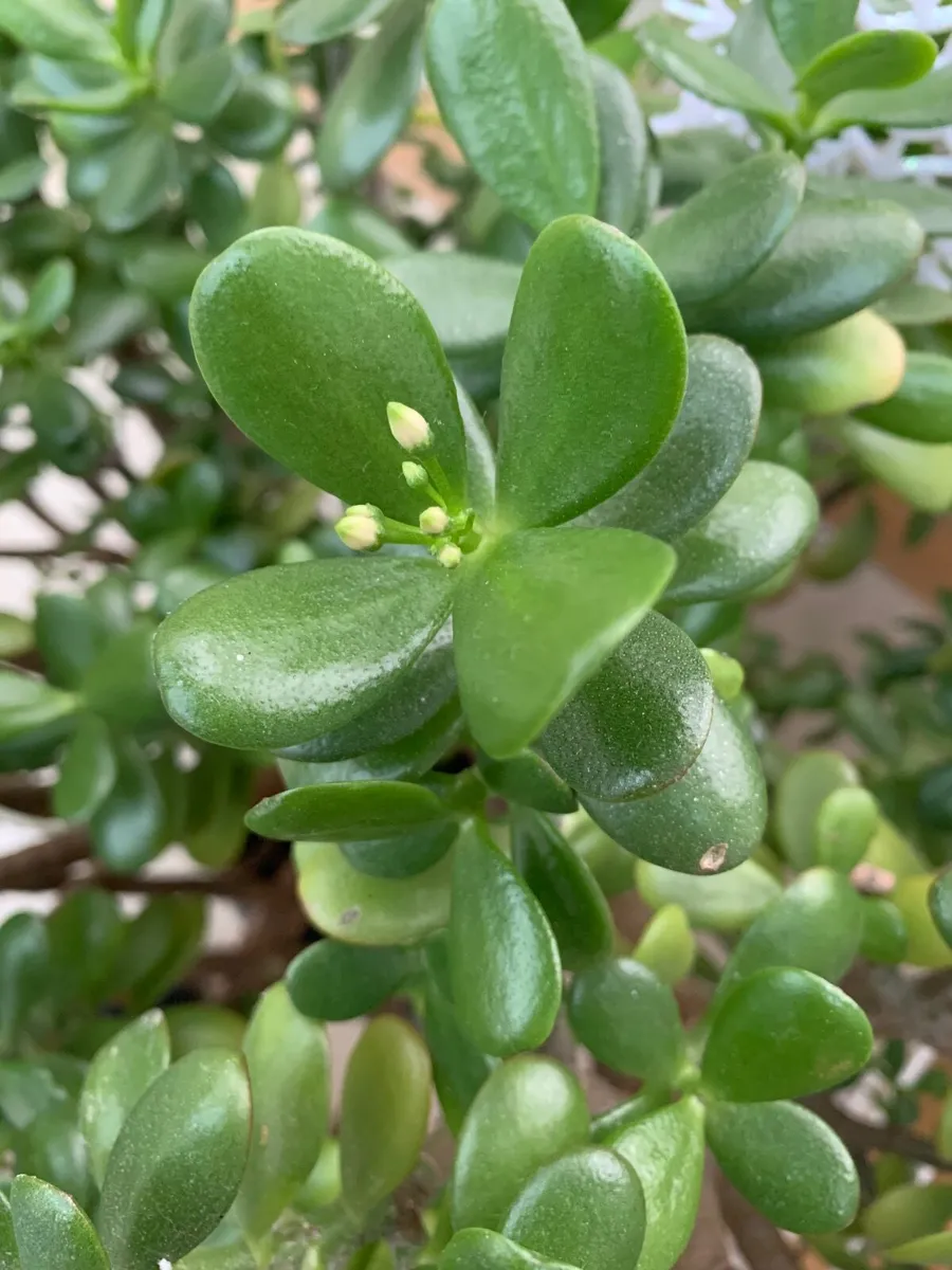 House Plant Living Crassula Jade - Money Tree - Image 3