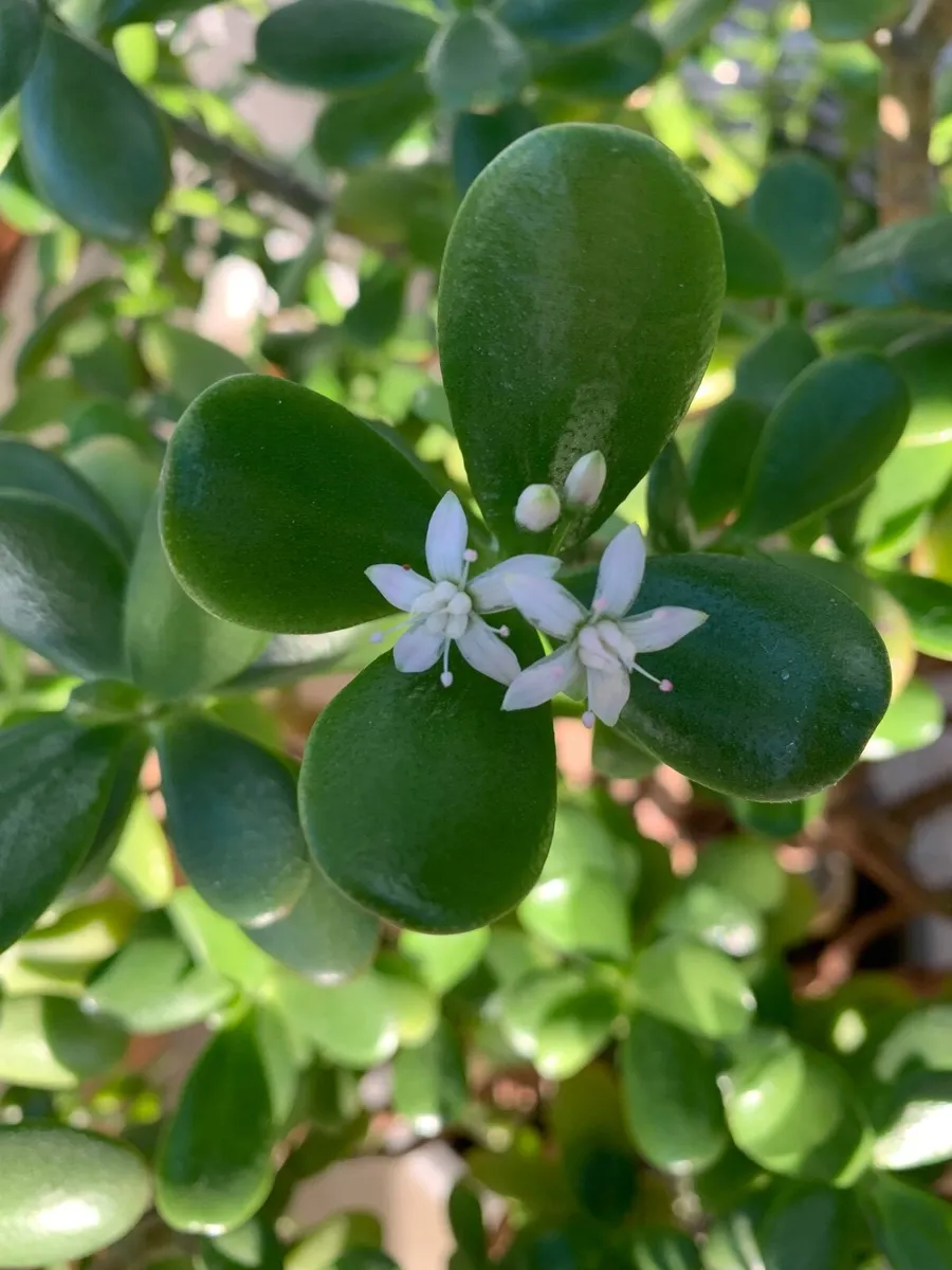House Plant Living Crassula Jade - Money Tree - Image 1