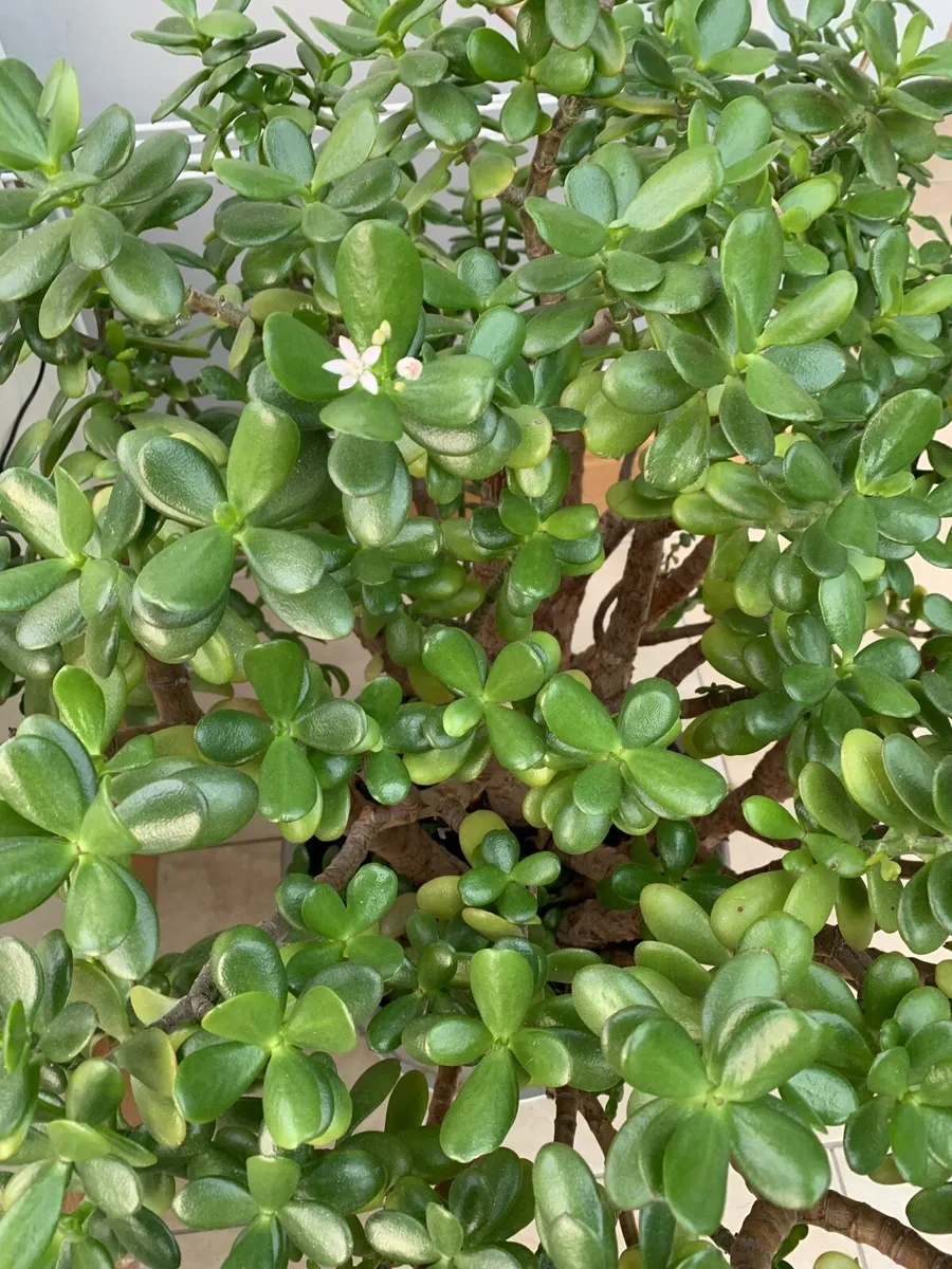 House Plant Living Crassula Jade - Money Tree - Image 4