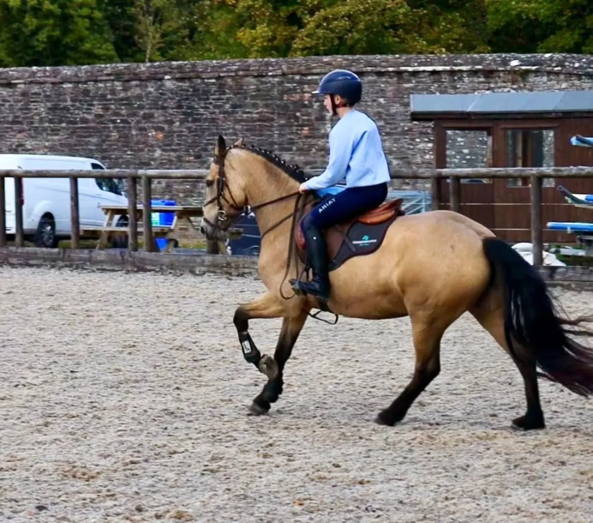 148 Connemara mare - Image 2