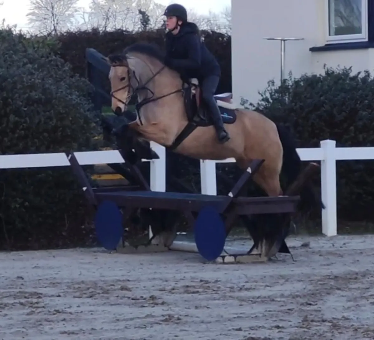 148 Connemara mare - Image 3