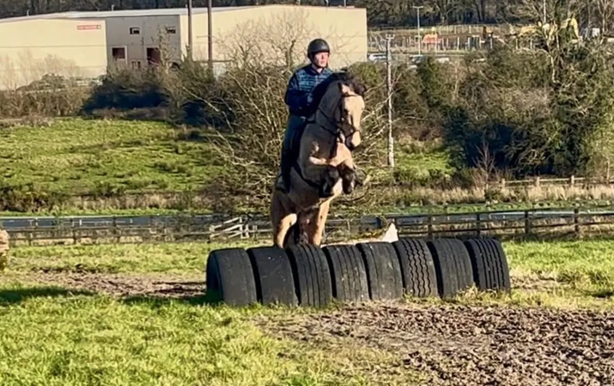 148 Connemara mare - Image 4