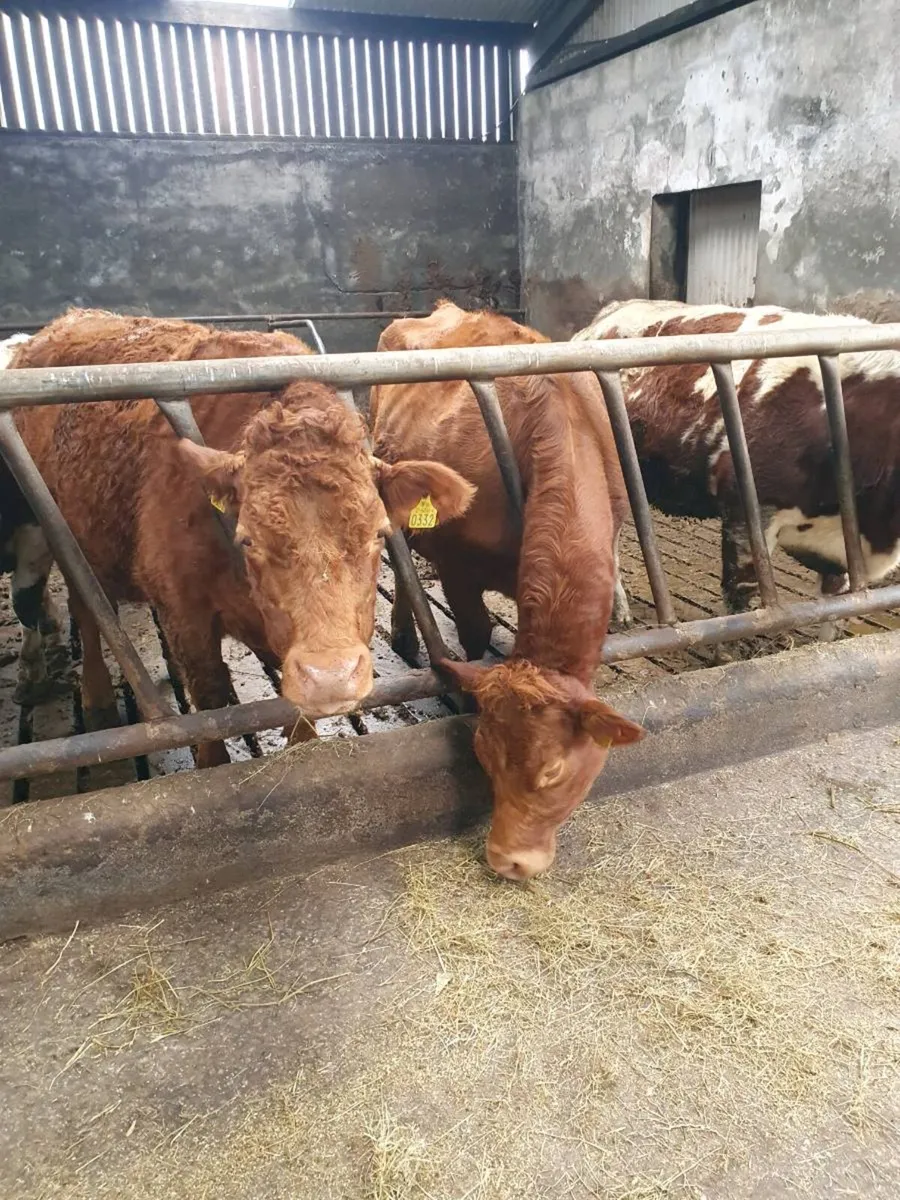 Limousin cow - Image 1