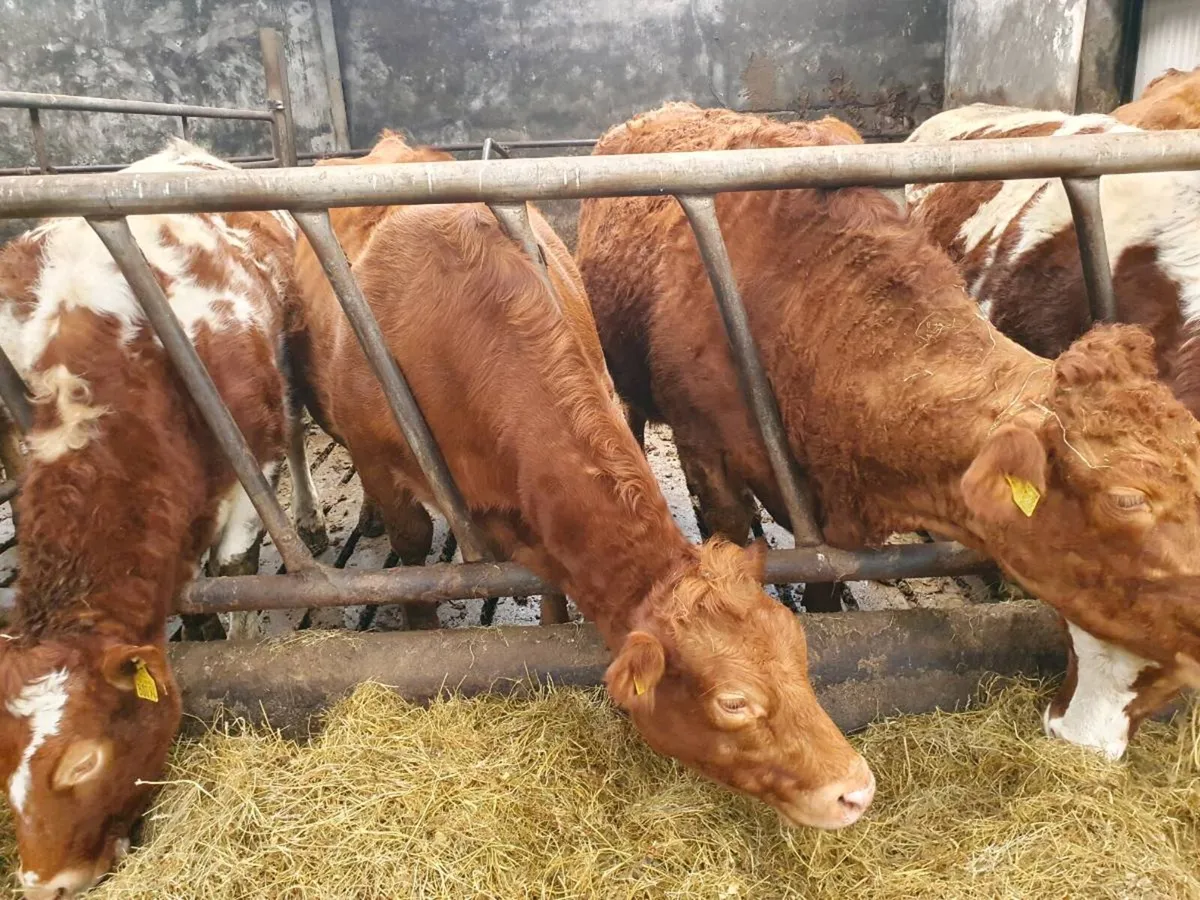 Limousin cow - Image 2