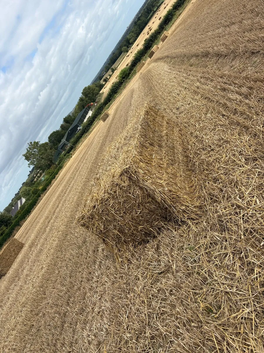 Straw - Image 1