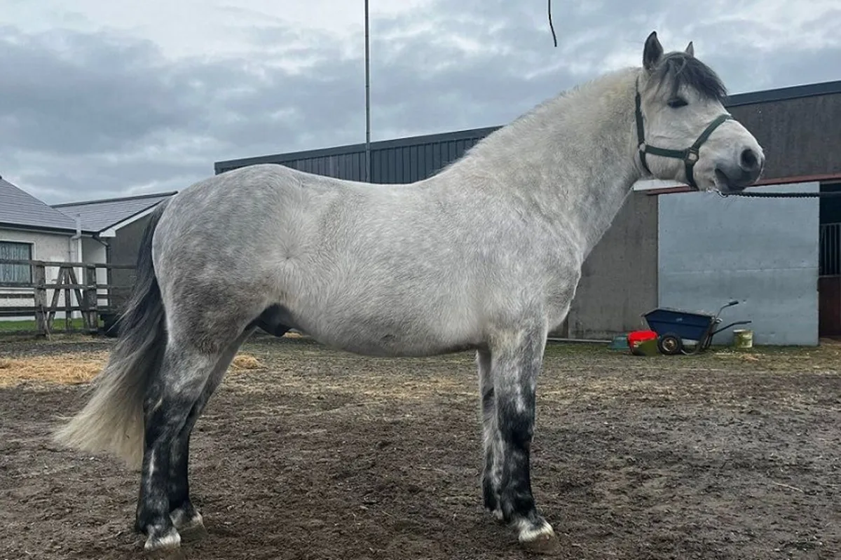 JC Dexter - 148cm Connemara Pony Stallion - Image 1