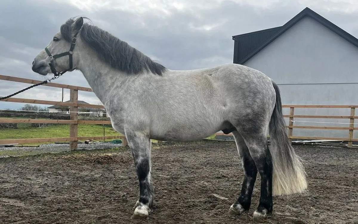 JC Dexter - 148cm Connemara Pony Stallion - Image 2