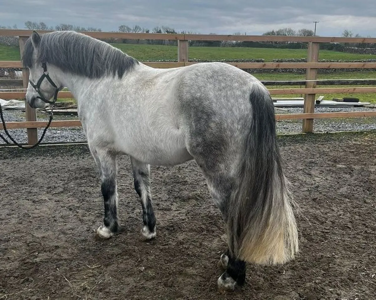 JC Dexter - 148cm Connemara Pony Stallion - Image 3